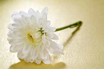 Image showing White flower