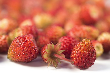 Image showing Wild strawberry