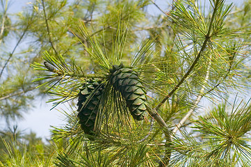 Image showing Green cone