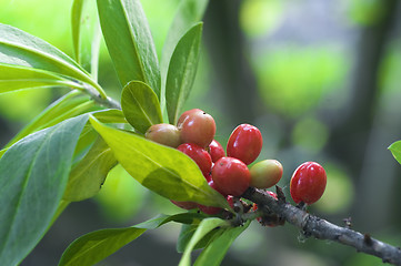 Image showing Red berry