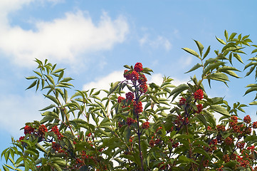 Image showing Red berry