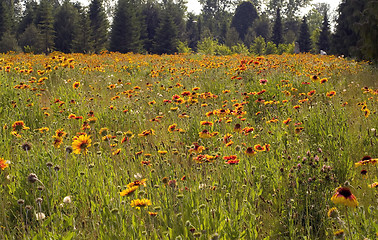 Image showing Meadow