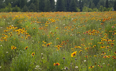 Image showing Meadows