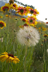 Image showing Flower on sky