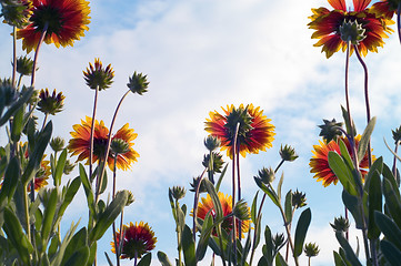 Image showing Flower in sky