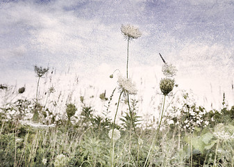 Image showing Wild Flowers And Grass