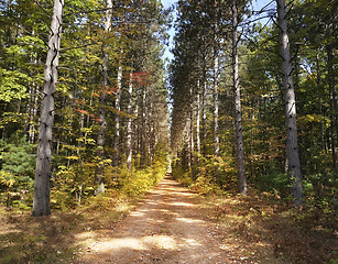 Image showing Path Through Pine Trees