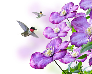 Image showing Flowers And Hummingbirds