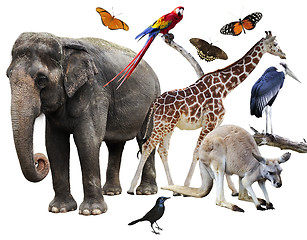 Image showing Animals Collage