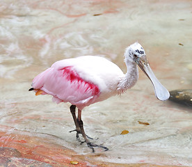 Image showing Roseate Spoonbill