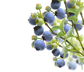 Image showing Blueberries