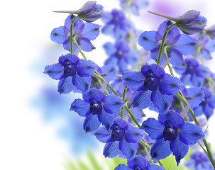 Image showing Delphinium Flowers 