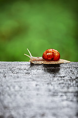 Image showing Snail crawling