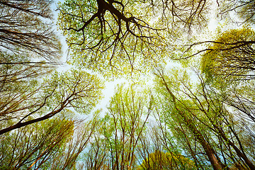 Image showing Trees in the forest - leaves against the sky