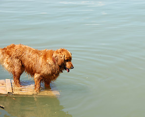 Image showing Golden retriever by water