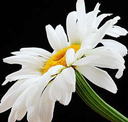 Image showing Beautiful daisy flower