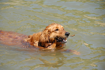 Image showing Swimming dog