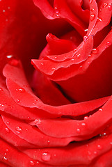 Image showing Red rose petals