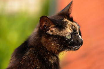 Image showing Black cat portrait