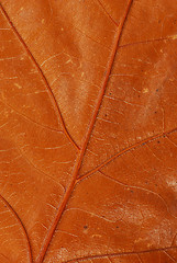 Image showing Brown autumn leaf texture