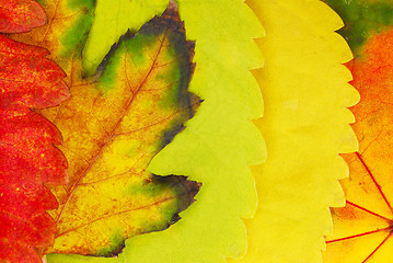 Image showing Autumn leaves