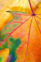 Image showing Colorful autumn leaf texture