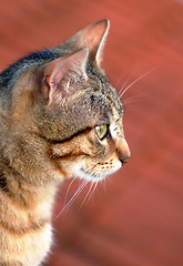 Image showing Cat portrait