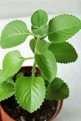 Image showing Green leafy houseplant