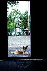 Image showing Alert crossbreed dog lying in doorway