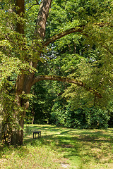 Image showing bench in the park