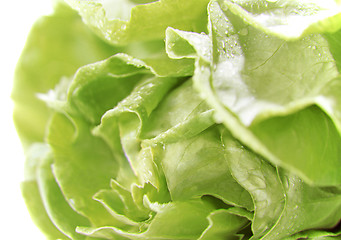 Image showing Lettuce