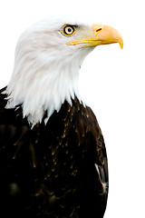 Image showing An American Bald Eagle