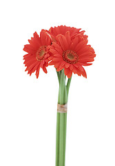 Image showing Red gerbera blossom isolated