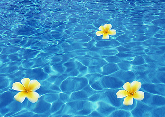 Image showing Tropical flower Plumeria alba and seashell in the sea