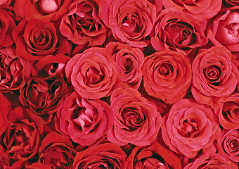 Image showing Big bunch of red roses