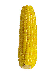 Image showing Sweet Corns isolated On White Background