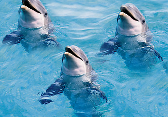 Image showing dolphins swim in the pool