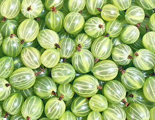 Image showing Gooseberries background