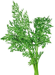 Image showing fennel on a white background