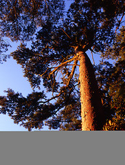 Image showing A Pine Tree