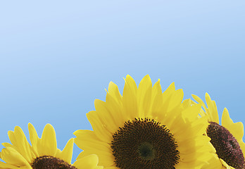 Image showing beautiful sunflowers with blue sky