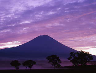 Image showing Purple Mist