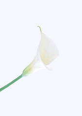 Image showing Single calla lily isolated on white background