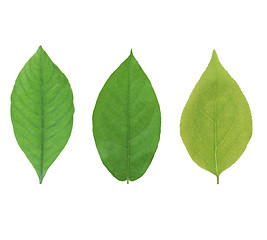 Image showing Green leaf