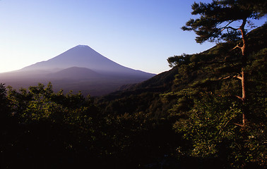 Image showing Sea of Pines II