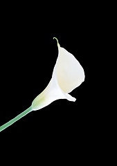 Image showing calla lily isolated