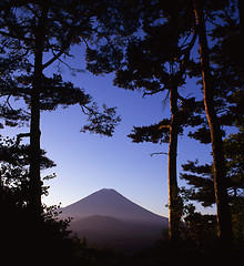 Image showing Pine Forest