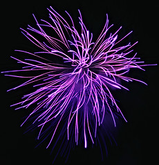 Image showing Purple Fireworks released in the dark sky