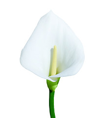 Image showing Single calla lily isolated on white background