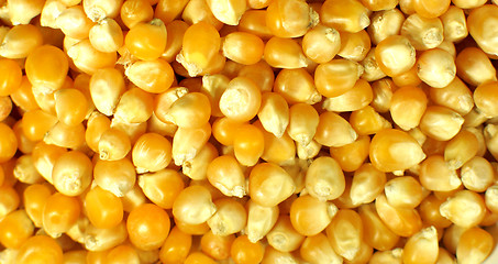 Image showing Corn seed texture, agriculture background